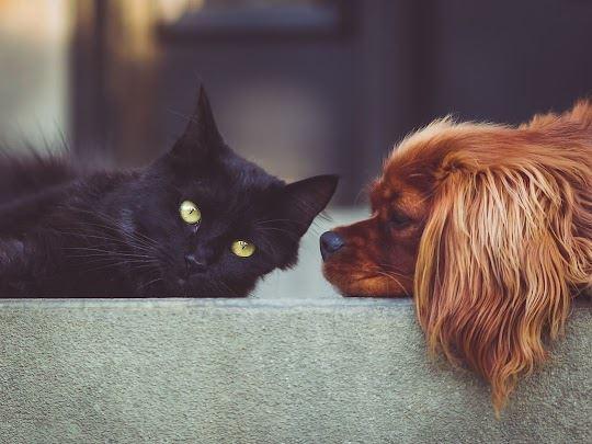 Frischfleisch für Hunde“ oder „Vollwertkost für Katzen