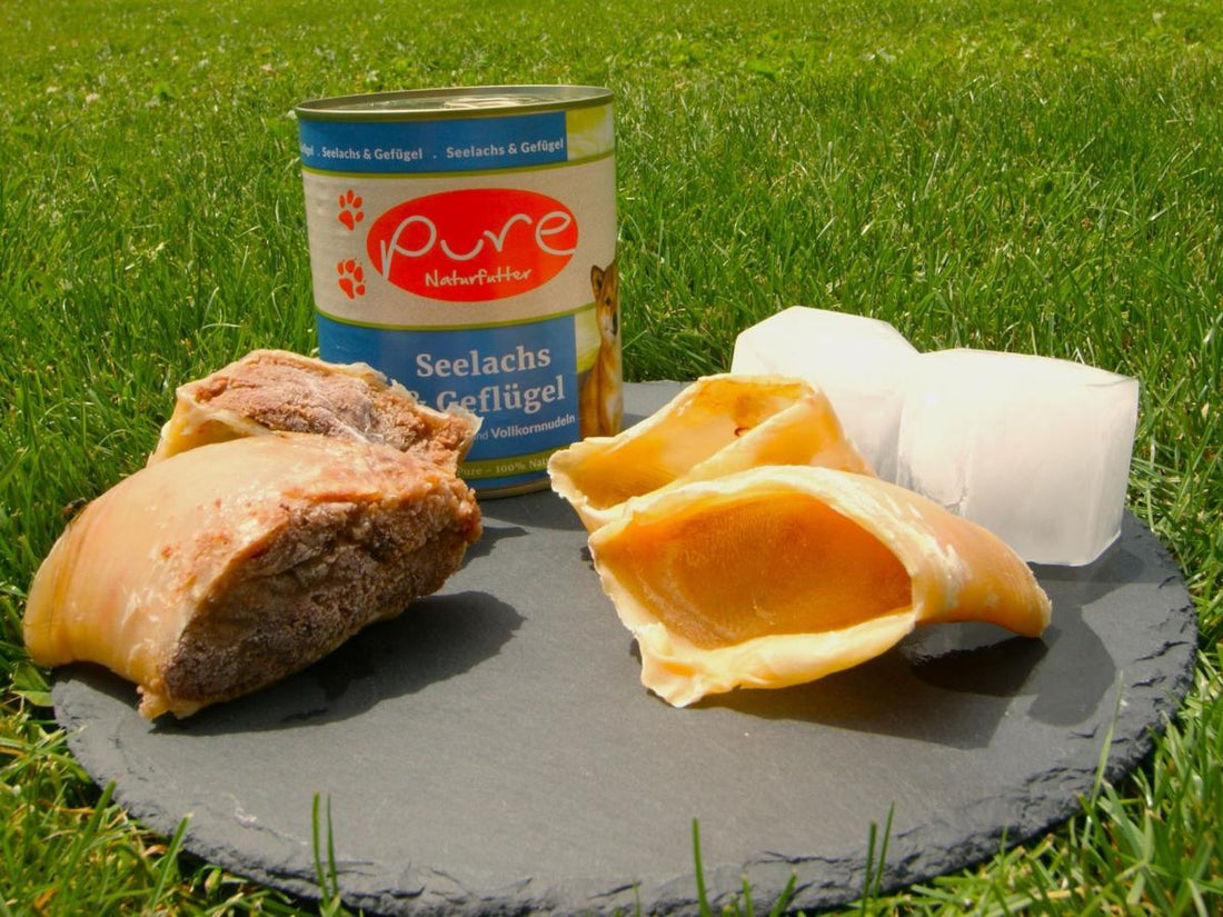 Hundesnack für heiße Tage, Eiskuchen für Hunde, Abkühlung für Hunde