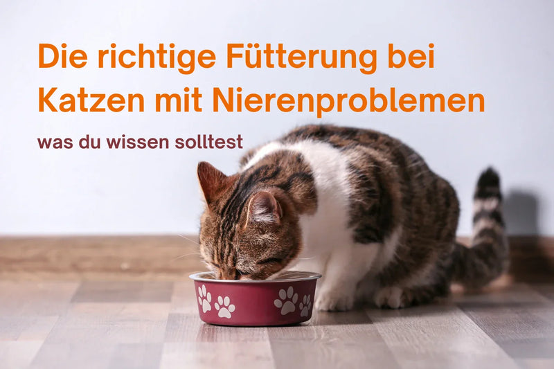 Katzenfutter bei Nierenproblemen – Katze frisst aus Napf, Symbolbild für Blog zur richtigen Fütterung bei Nierenerkrankung