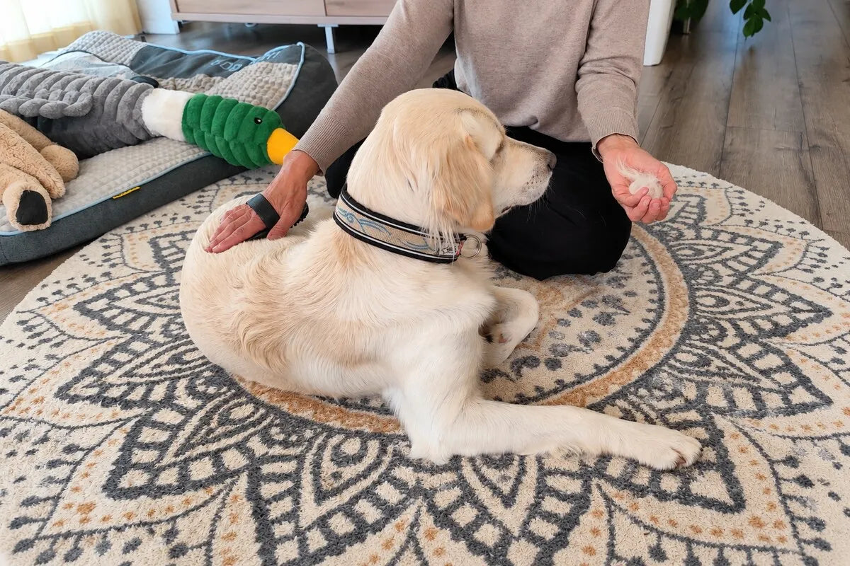 Fellwechsel bei Hund und Katze: Was jetzt wirklich hilft