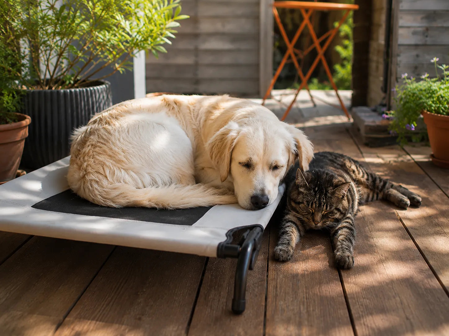 Hund und Katze bei Hitze: So unterstützt Du Deinen Vierbeiner an heissen Sommertagen
