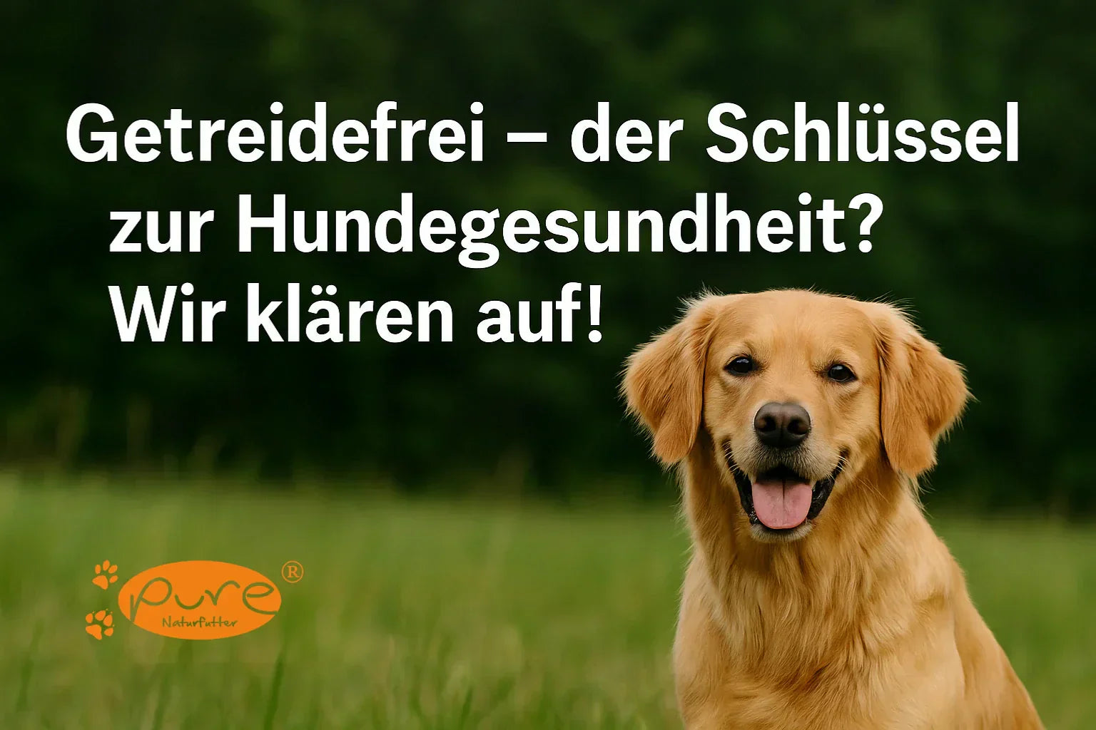 Hundefutter ohne Getreide: Trend oder echte Notwendigkeit für deinen Vierbeiner?