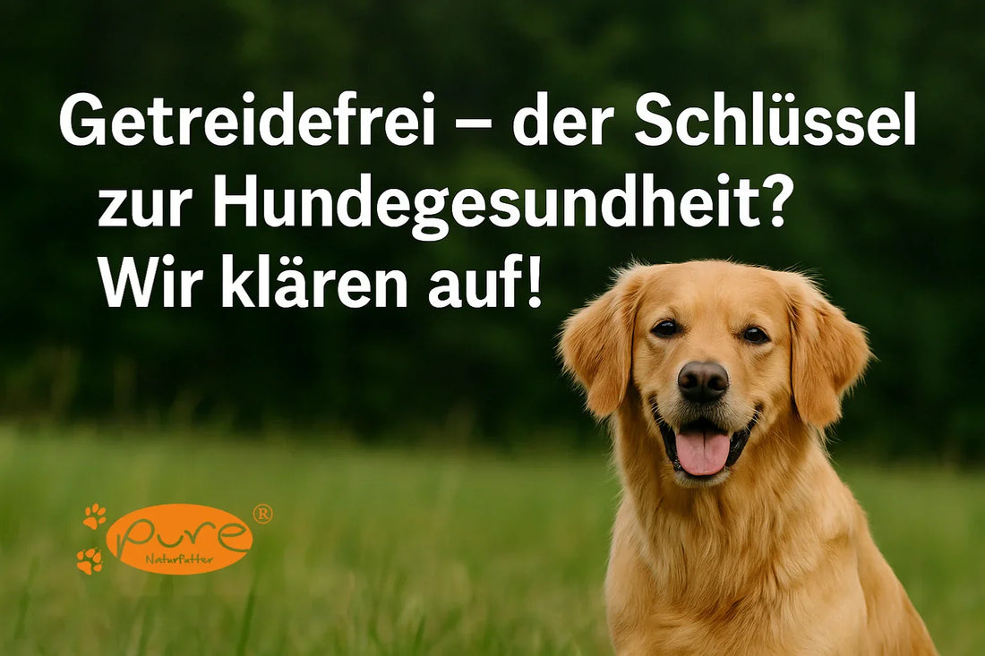 Glücklicher Hund im Grünen – Vorteile und Risiken von getreidefreiem Hundefutter erklärt von Pure Naturfutter