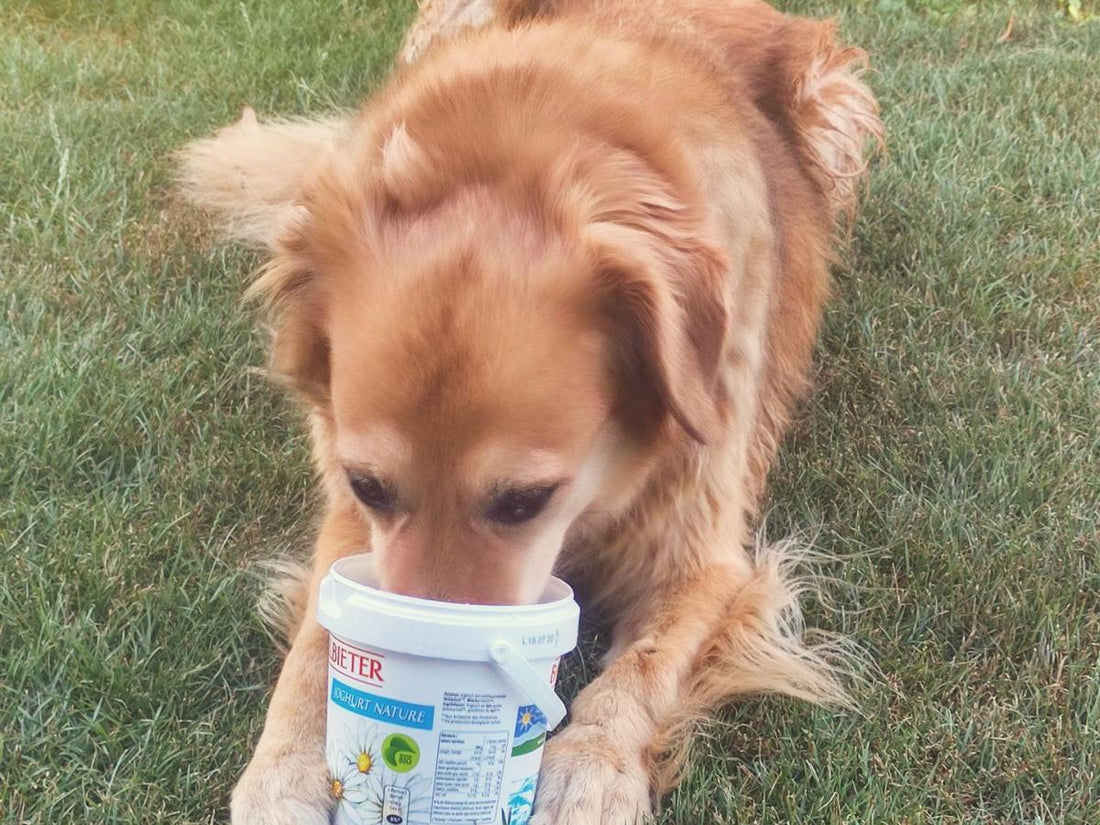 Kausnacks für Hunde, natürliche Kauleckerbissen, gesunde Hundesnacks, Sommer Beschäftigung für Hunde