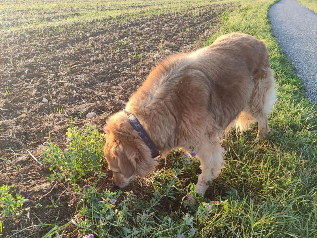 Hunde Riechzellen, Hundenase, Hundespaziergang, Hunde Geruchswahrnehmung