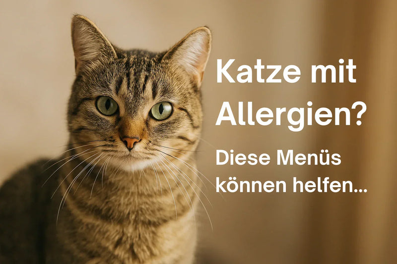 Katze mit Allergien – natürliches getreidefreies Katzenfutter und Single-Protein-Menüs von PURE Naturfutter Schweiz