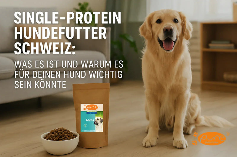 Golden Retriever sitzt neben einem Napf mit Single-Protein Hundefutter Schweiz im Wohnzimmer – Pure Naturfutter