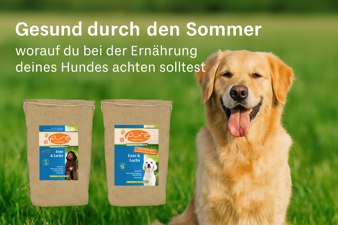 Ein glücklicher Hund genießt den Sommer, begleitet von natürlichem Hundefutter PURE Supreme Ente & Lachs – leicht, glutenfrei und perfekt für warme Tage.