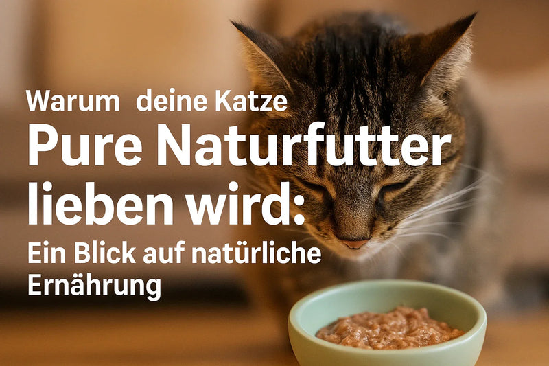 Gesunde Katzenernährung mit Pure Naturfutter – Katze schnuppert Nassfutter in Napf