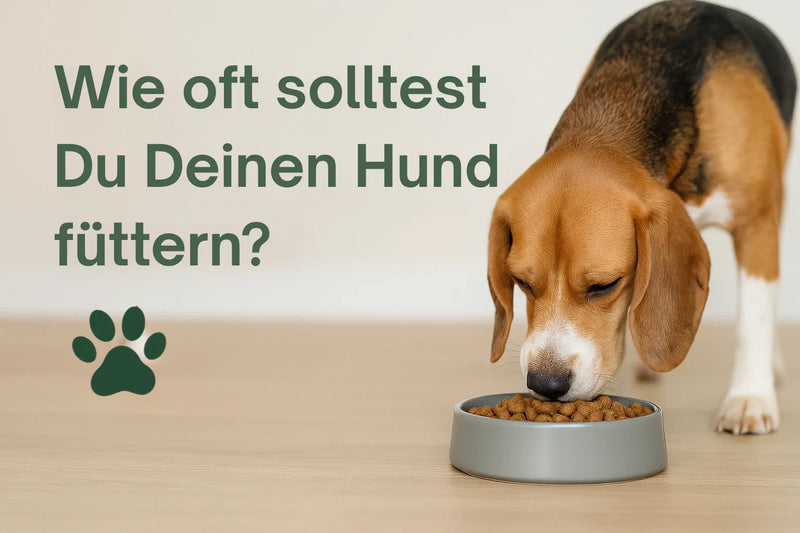 Beagle frisst Hundefutter aus Napf – Blogbeitrag: Wie oft sollte man Hunde füttern?