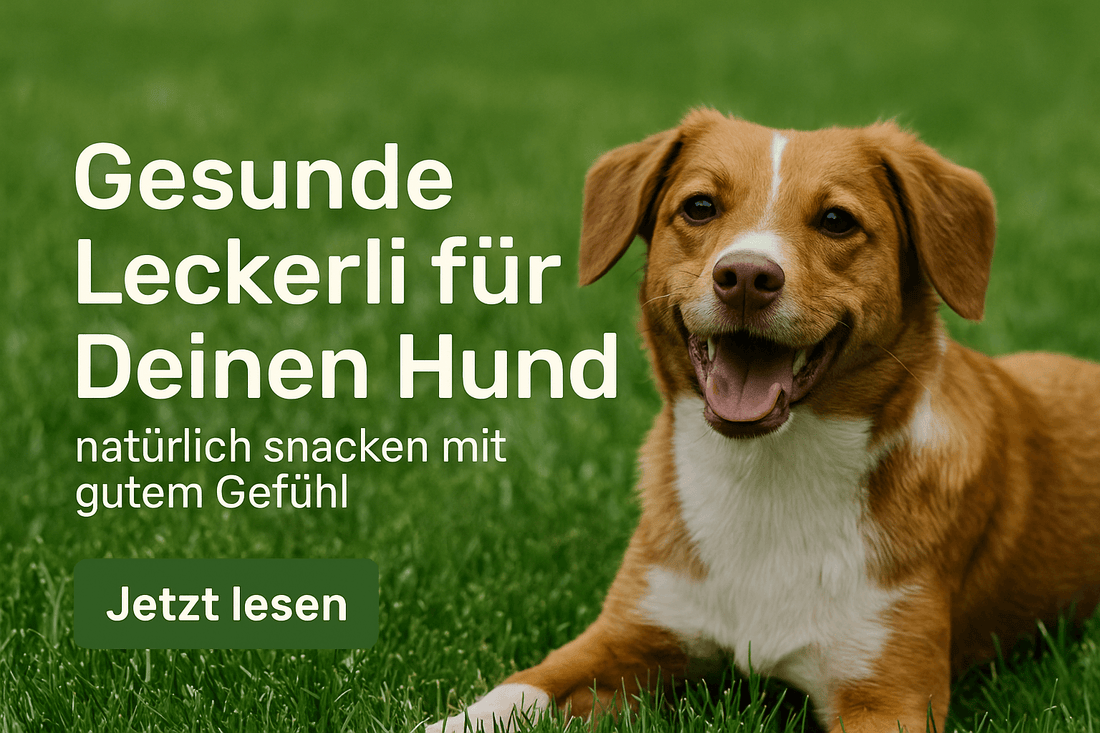 Ein gluecklicher braun-weisser Hund liegt auf gruenem Rasen. Links im Bild steht der Text: „Gesunde Leckerli fuer Deinen Hund – natuerlich snacken mit gutem Gefuehl“. Darunter ein Button mit „Jetzt lesen“.
