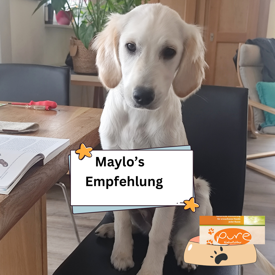 hochwertiges Hundefutter, natürliche Tiernahrung, artgerechtes Katzenfutter, ohne künstliche Zusätze