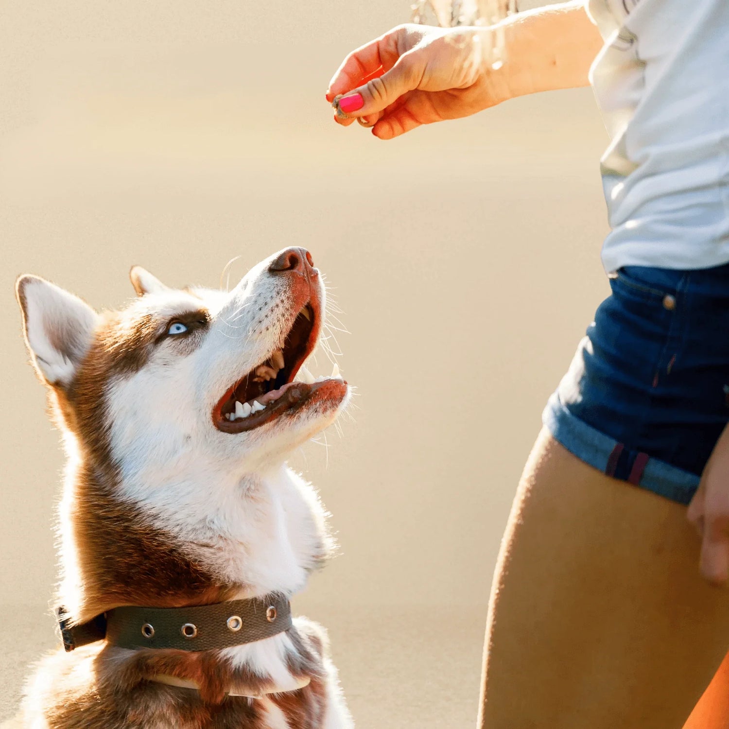 Husky schaut erwartungsvoll nach oben, während eine Hand ihm einen kleinen Trainingssnack hinhält