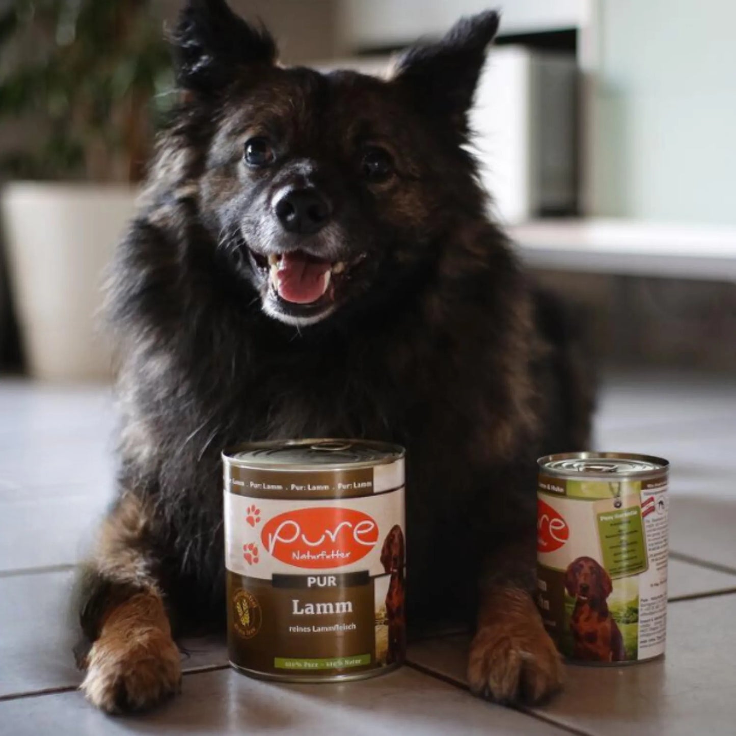 Hund sitzt im Innenraum vor zwei Dosen PURE Lamm PUR – natürliches Single-Protein-Nassfutter für Hunde