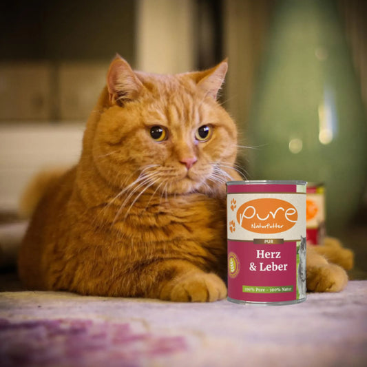 Rote Katze liegt im Innenraum neben einer Dose PURE Herz & Leber – hochwertiges Nassfutter für Katzen