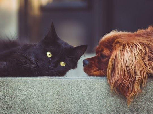 Frischfleisch für Hunde“ oder „Vollwertkost für Katzen