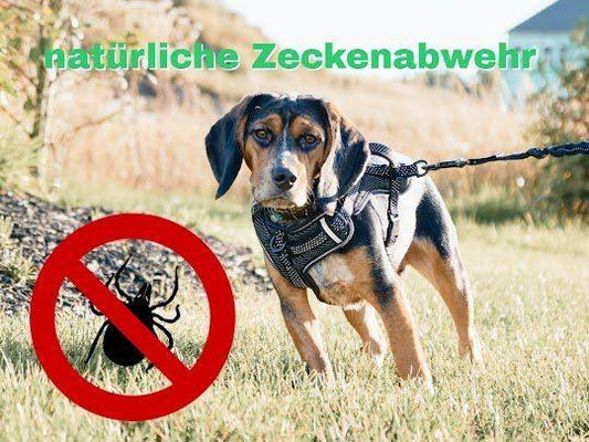 Bio Kokosöl gegen Zecken, Schwarzkümmelöl für Hunde, Zistrose gegen Parasiten