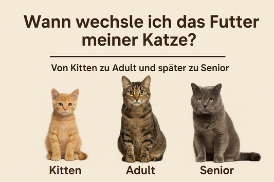 Vom verspielten Kitten zur gemütlichen Senior-Katze – wann Deine Katze welches Futter braucht, zeigt dieses Bild anschaulich.