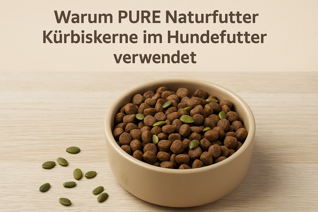 Warum PURE Naturfutter Kürbiskerne im Hundefutter verwendet – natürliche Power für deinen Hund