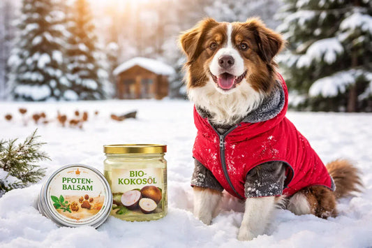 Hund im Schnee mit Wintermantel – Pfotenbalsam und Kokosoel als natürliche Winterpflege für Hunde
