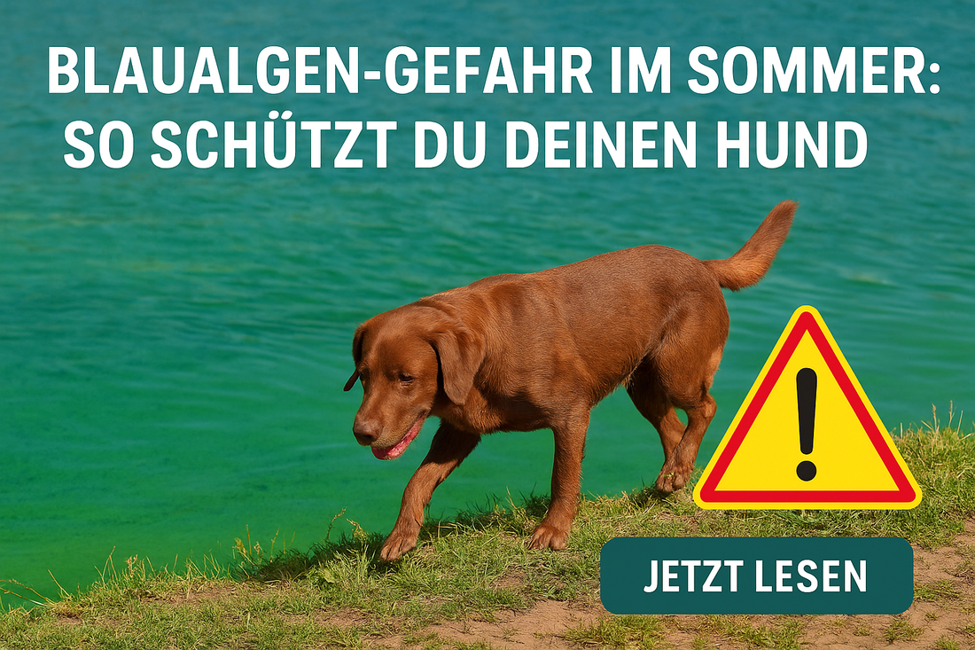 Warnung vor Blaualgen: Hund am giftigen Sommersee mit eingeblendetem Achtungssymbol und dem Hinweis „Jetzt lesen“ zum Schutz vor Vergiftungsgefahr.
