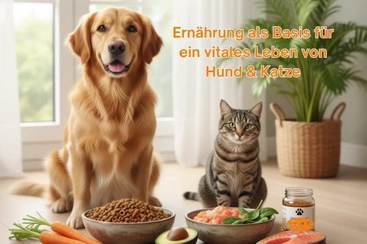 Golden Retriever und Katze sitzen vor Schalen mit natürlichem Futter aus Fleisch, Gemüse und Ölen – Symbol für artgerechte Ernährung Hund Katze Gesundheit mit PURE Naturfutter Schweiz.