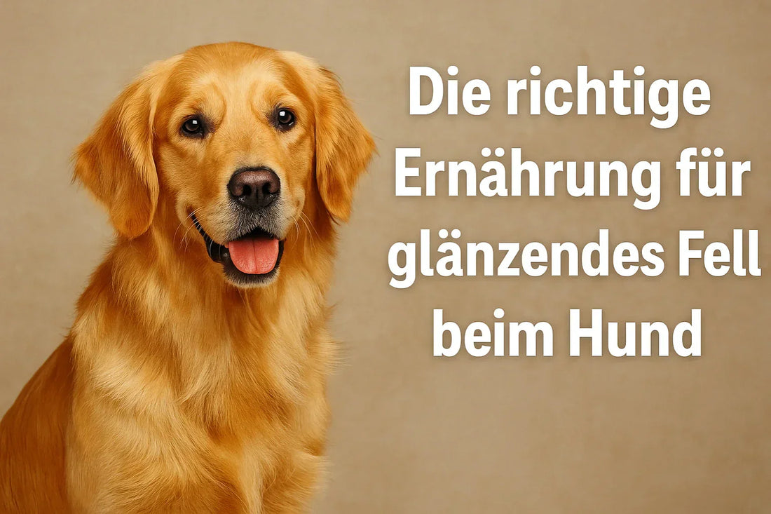 Golden Retriever mit glänzendem Fell im Sonnenschein – gesunde Ernährung und Hundefutter von Pure Naturfutter Schweiz.