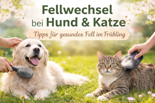 Hund und Katze im Frühling beim Fellwechsel, werden gebürstet, Tipps für gesundes Fell und richtige Ernährung