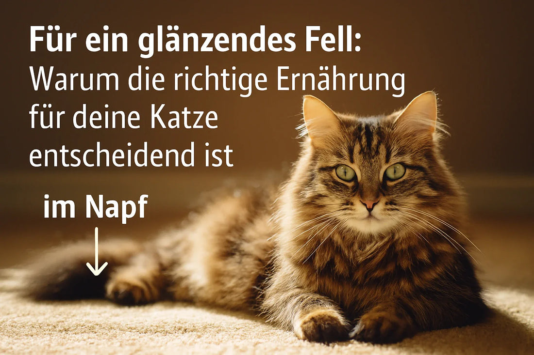 Glänzendes Katzenfell dank Omega-3 und ausgewogener Ernährung – Fellpflege Katze mit Pure Naturfutter.