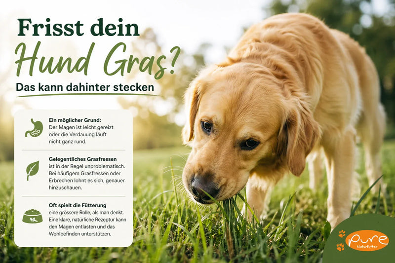 Hund frisst Gras im Garten – mögliche Ursachen für Grasfressen beim Hund und Zusammenhang mit Verdauung und Hundefutter
