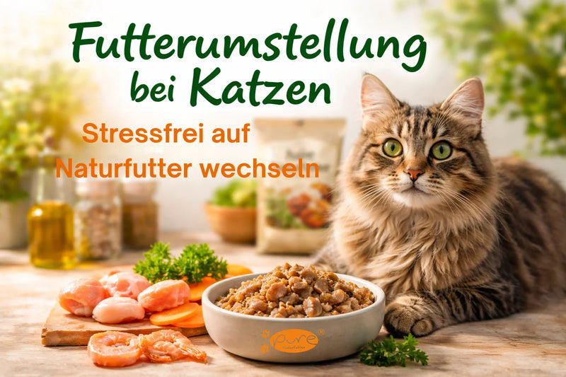 Katze frisst Naturfutter im Napf – Futterumstellung bei Katzen auf hochwertiges Nassfutter mit natürlichen Zutaten