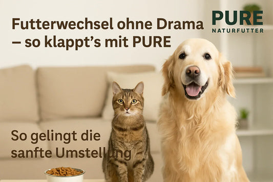 Golden Retriever und Tabby-Katze sitzen vor einem Futternapf – sanfte Futterumstellung mit PURE Naturfutter für Hund und Katze.
