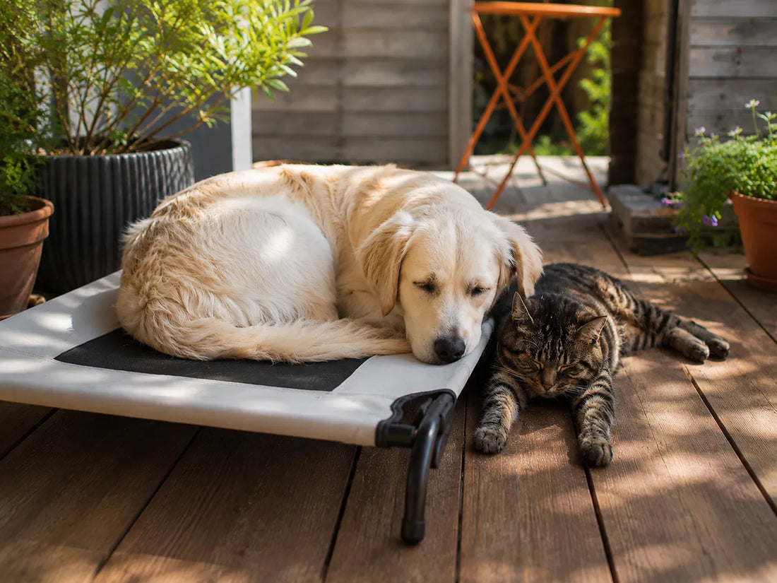 Hund und Katze entspannen gemeinsam im Schatten auf einer Terrasse an einem heissen Sommertag – Tipps für ausreichend Flüssigkeit, Ernährung und Wohlbefinden bei Hitze.
