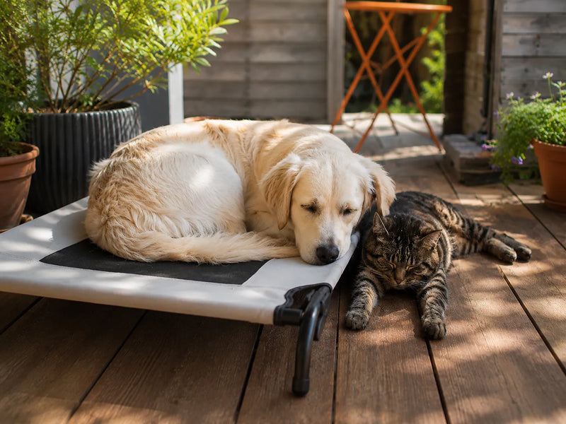 Hund und Katze entspannen gemeinsam im Schatten auf einer Terrasse an einem heissen Sommertag – Tipps für ausreichend Flüssigkeit, Ernährung und Wohlbefinden bei Hitze.