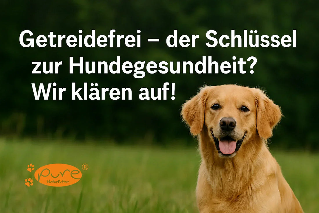 Glücklicher Hund im Grünen – Vorteile und Risiken von getreidefreiem Hundefutter erklärt von Pure Naturfutter