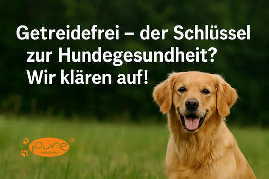 Glücklicher Hund im Grünen – Vorteile und Risiken von getreidefreiem Hundefutter erklärt von Pure Naturfutter