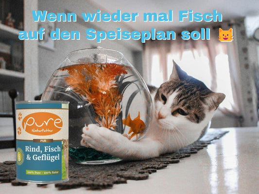 Katzenmenü Fisch Rind, getreidefreies Katzenfutter, hochwertiges Katzenfutter, Frischfleisch Katzen