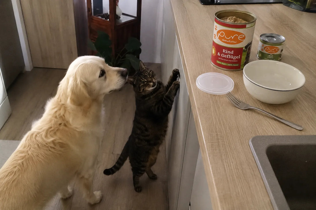 Golden Retriever und getigerte Katze warten in der Küche vor der Arbeitsfläche, auf der eine geöffnete PURE-Nassfutterdose, Deckel, Napf und Gabel stehen.