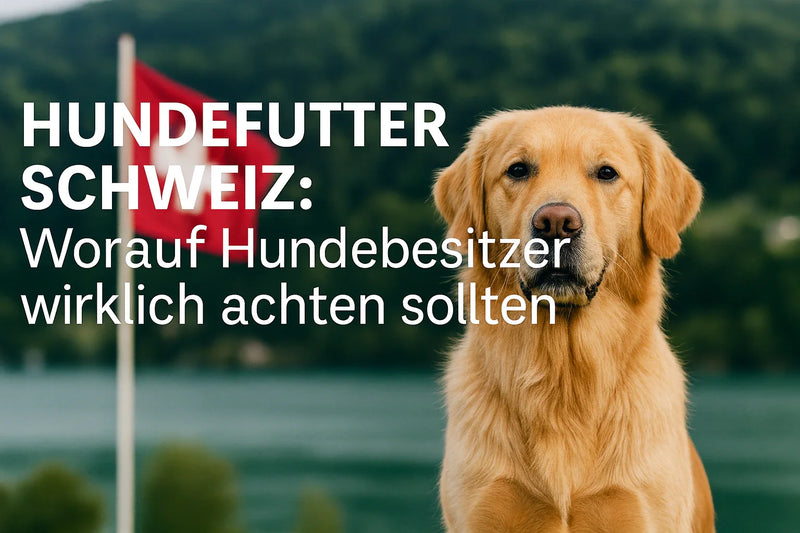 Golden Retriever vor Schweizer Landschaft mit roter Schweizer Flagge und Blogtitel „Hundefutter Schweiz: Worauf Hundebesitzer wirklich achten sollten“
