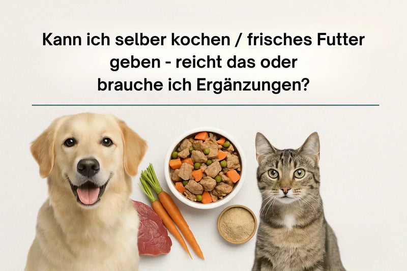 Selbstgekochtes Futter für Hund und Katze – braucht es Ergänzungen? Bloggrafik mit Golden Retriever, Katze, frischen Zutaten.