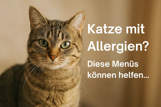 Katze mit Allergien – natürliches getreidefreies Katzenfutter und Single-Protein-Menüs von PURE Naturfutter Schweiz