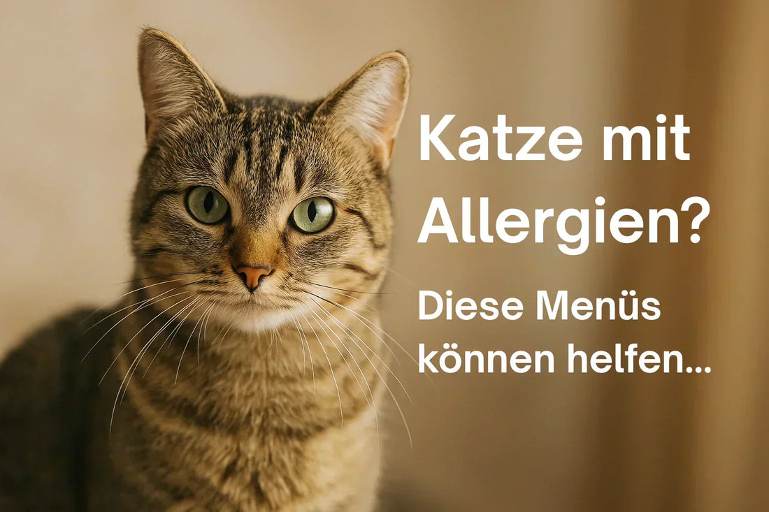Katze mit Allergien – natürliches getreidefreies Katzenfutter und Single-Protein-Menüs von PURE Naturfutter Schweiz