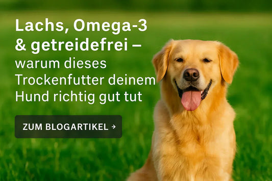 Golden Retriever sitzt auf einer Sommerwiese mit Text „Lachs, Omega-3 & getreidefrei – warum dieses Trockenfutter deinem Hund richtig gut tut“ und Button „Zum Blogartikel“.