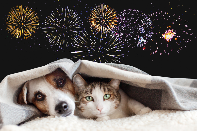 Hund und Katze liegen entspannt unter der Decke, während draussen Feuerwerk zu sehen ist – Tipps gegen Feuerwerksangst von PURE Naturfutter.