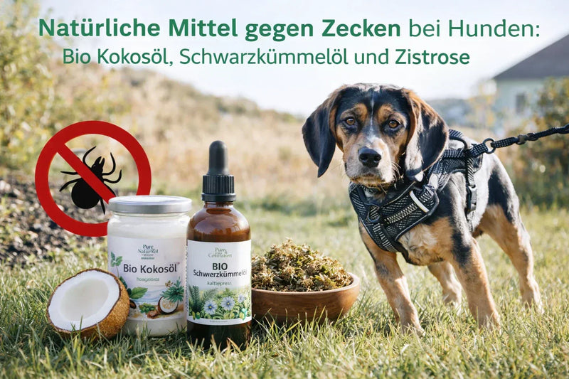 Natürliche Mittel gegen Zecken bei Hunden mit Bio Kokosöl, Schwarzkümmelöl und Zistrose im Gras neben Hund