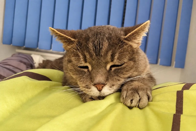Senior-Kater Nino ruht entspannt auf einer Decke im Schlafzimmer.