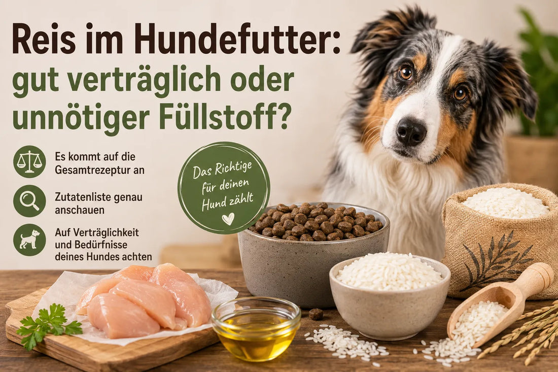 Hund mit Hundefutter, Reis und Huhn zum Thema Reis im Hundefutter und Verträglichkeit