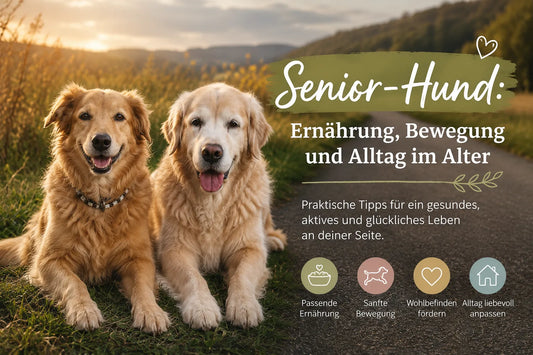 Zwei Senior-Hunde sitzen gemeinsam in einer sonnigen Landschaft – Tipps zu Ernährung, Bewegung und Alltag im Alter.