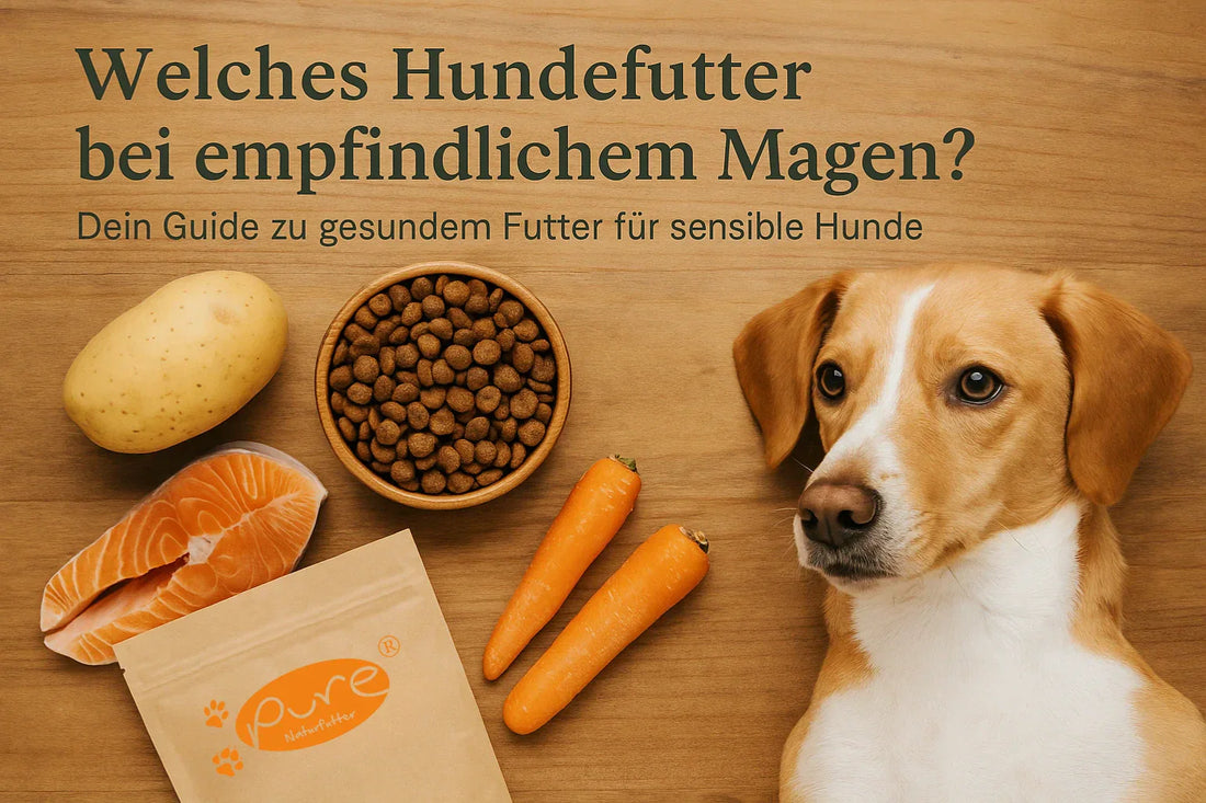 Hund mit natürlichem Hundefutter und frischen Zutaten wie Lachs, Kartoffeln und Karotten – Titel „Welches Hundefutter bei empfindlichem Magen?“ für Blog über sensible Hundeernährung.