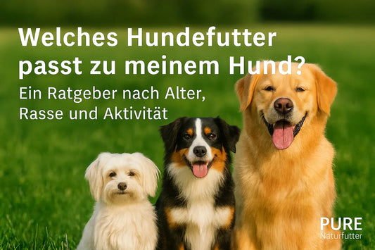 Drei Hunde unterschiedlicher Rassen (Malteser, Australian Shepherd, Grosser Schweizer Sennenhund) sitzen auf einer Wiese – symbolisch für Hundefutter-Empfehlungen je nach Grösse und Rasse.
